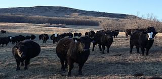 Deal reached on sale of Ponzi scheme cattle company to North Dakota investor