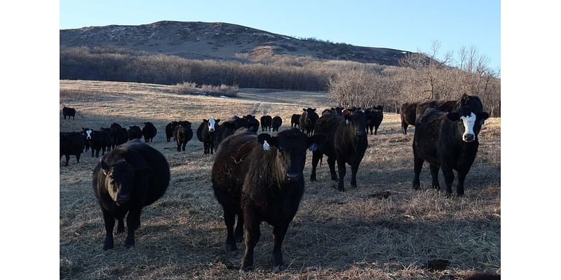 Deal reached on sale of Ponzi scheme cattle company to North Dakota investor