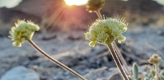 US agency review says Nevada lithium mine can co-exist with endangered flower