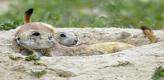 Longmont-area events for Tuesday, Sept. 24: “Prairie Dogs — The Pillar of the Prairie” presentation