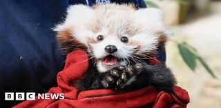 Baby red panda dies from firework stress, says Edinburgh Zoo