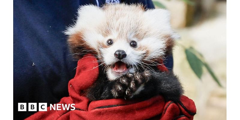 Baby red panda dies from firework stress, says Edinburgh Zoo