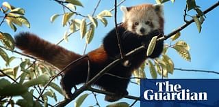 What links Babu the red panda and Malu the binturong? The Saturday quiz