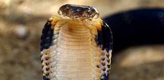 King cobra mystery that's puzzled scientists for 188 years finally solved