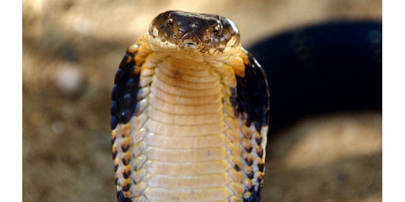 King cobra mystery that's puzzled scientists for 188 years finally solved