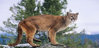 Study offers insights into mountain lion populations in Colorado’s Western Slope