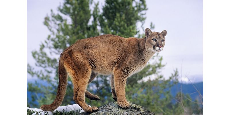 Study offers insights into mountain lion populations in Colorado’s Western Slope