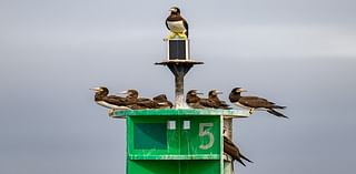 They’re called what? Rare brown boobies captivate Baltimore birders