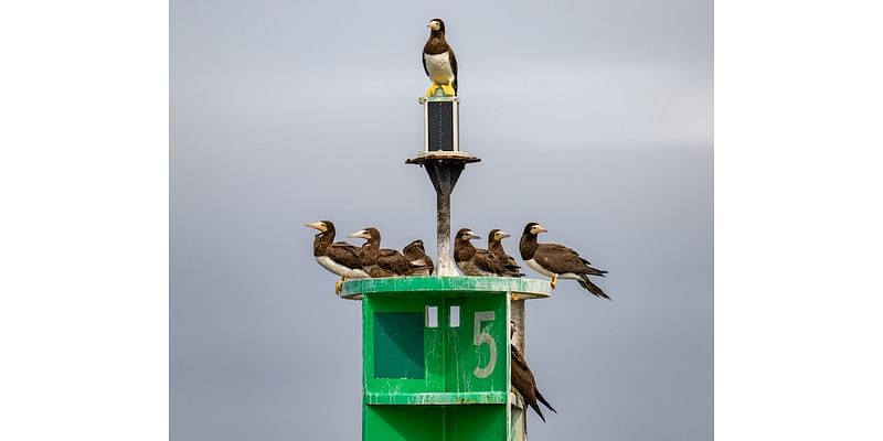 They’re called what? Rare brown boobies captivate Baltimore birders