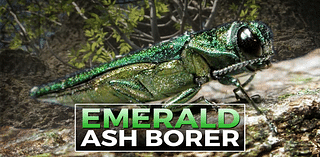 Inside KELOLAND: Combatting the Emerald Ash Borer