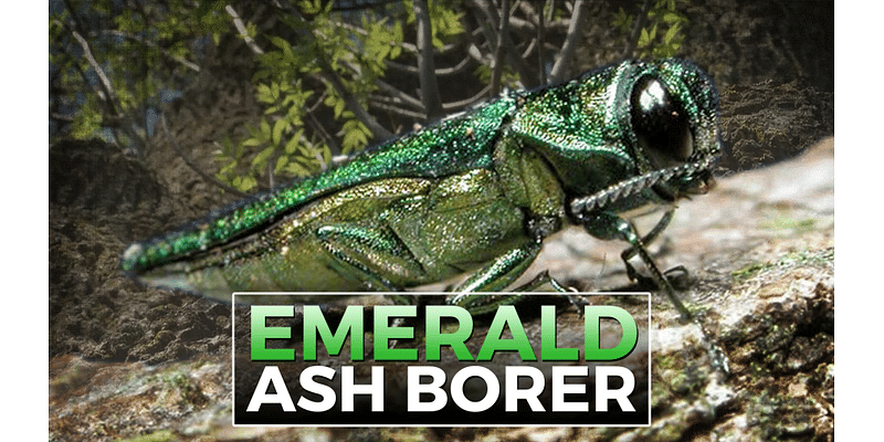 Inside KELOLAND: Combatting the Emerald Ash Borer