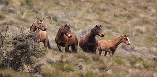 Here’s your chance to adopt a wild horse, burro at Alabama event this weekend