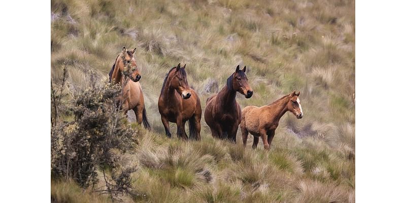 Here’s your chance to adopt a wild horse, burro at Alabama event this weekend