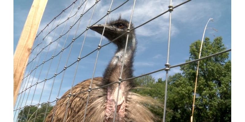 ‘Feral emus’ seen roaming northern Horry County 3 months after escaping