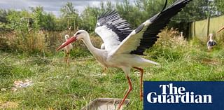 Rewilding plan aims to bring majestic white storks to London