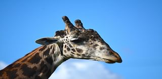 Racine Zoo mourns beloved Masai giraffe Mac, welcomes new giraffe Shaq