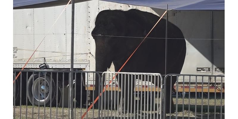 Mysterious Circus responds to animal abuse allegations regarding elephant Okha