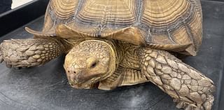 Clearwater police capture African tortoise found wandering parking lot