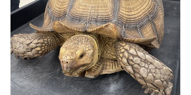 Clearwater police capture African tortoise found wandering parking lot