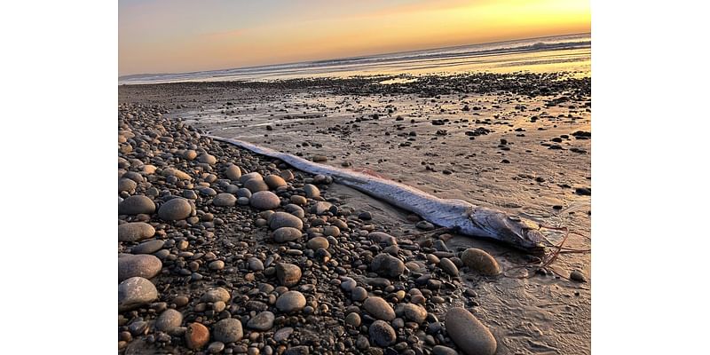 Another rare ‘doomsday fish’ discovered off Southern California coast