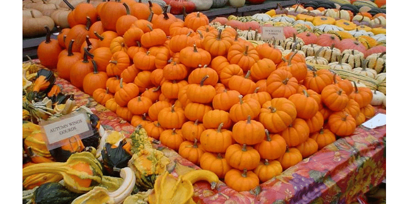 Keeping the Circleville Pumpkin Show safe