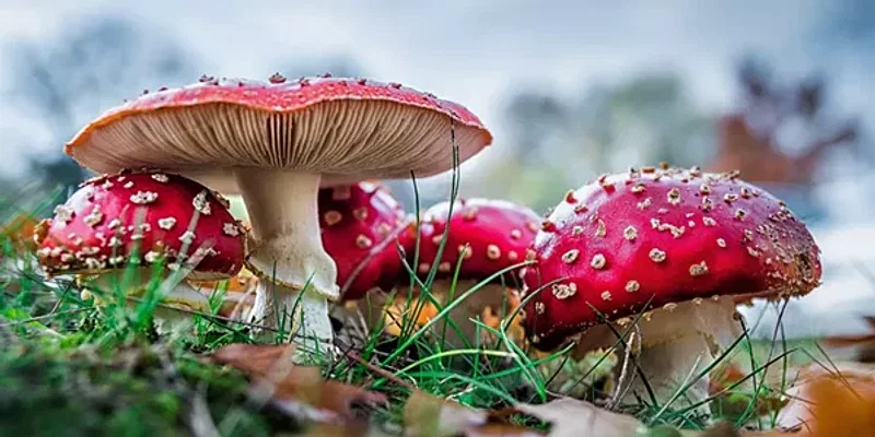 Best Amanita Muscaria Gummies: Top 5 Legal Shroom Gummies You’ll Love