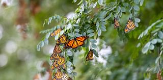 Got milkweed? Migrating monarchs need that and more in Northeast Ohio, experts say