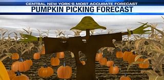 Sunday’s pumpkin picking and Pink concert forecast