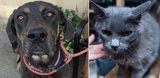 These pets need a new home. Here's how to help