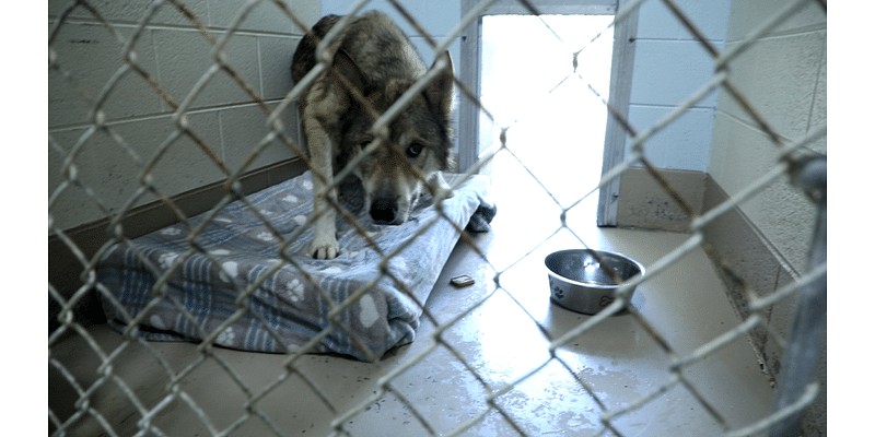 Washington County Animal Shelter works to find homes for 13 seized wolf hybrids