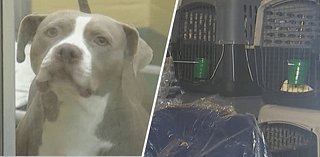 Broward Humane Society helps get animals out of Manatee County ahead of Milton