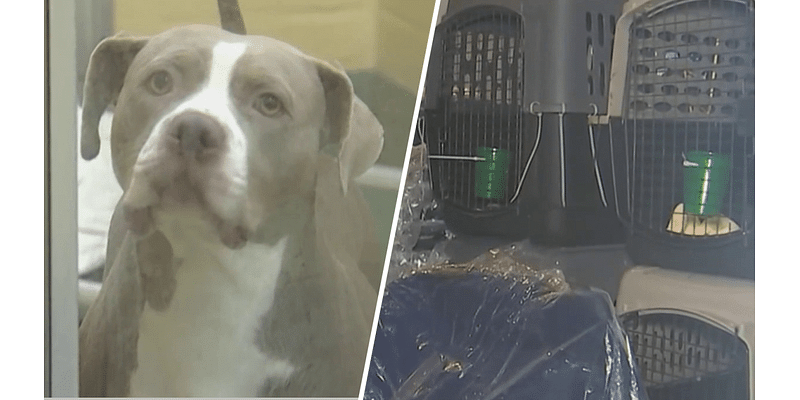 Broward Humane Society helps get animals out of Manatee County ahead of Milton