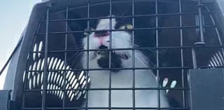 Cats and dogs from Florida arrive in the Tri-State to find fur-ever homes