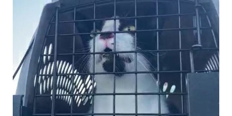 Cats and dogs from Florida arrive in the Tri-State to find fur-ever homes