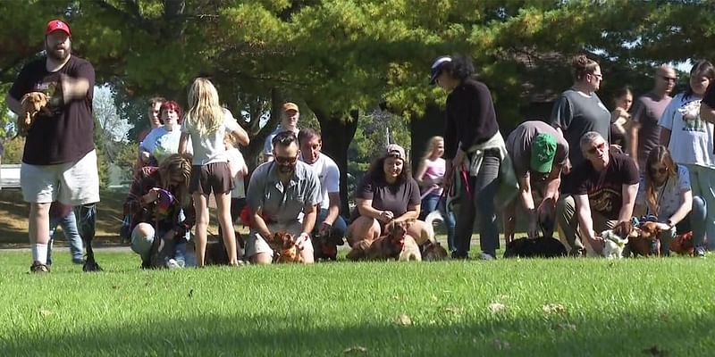 So many dachshunds! 2nd annual festival held in Plattsburgh