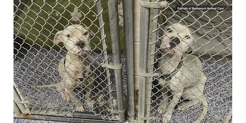 'It's horrible' | Two malnourished dogs are saved from Beaumont home after good Samaritan steps in