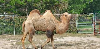 Pueblo Zoo announces the passing of Presley, their beloved camel