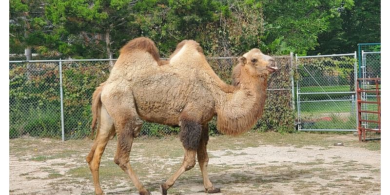 Pueblo Zoo announces the passing of Presley, their beloved camel