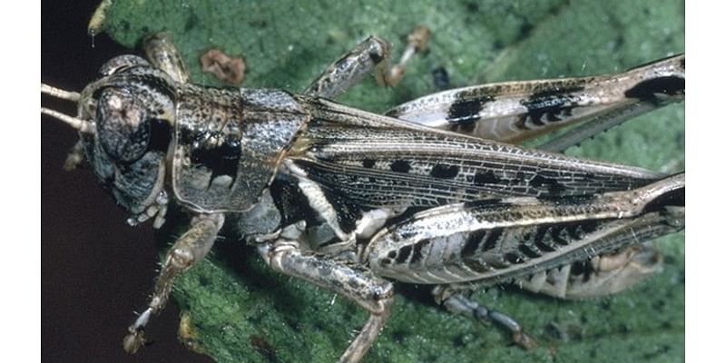 Sacramento Digs Gardening: Hungry grasshoppers invade Roseville neighborhoods