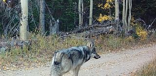 Colorado Parks and Wildlife releases potential counties for gray wolf release