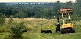 Hunter Criticized for Letting Grizzlies Feed on Elk Carcass Didn’t Do Anything Illegal, Officials Say