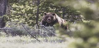 Two grizzlies foiled by bear-proof bins near Cache Creek