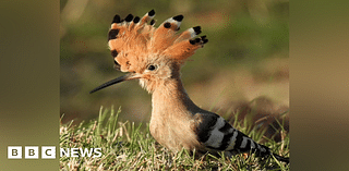 Swansea: Rare hoopoe bird with orange crown seen on Swansea Beach