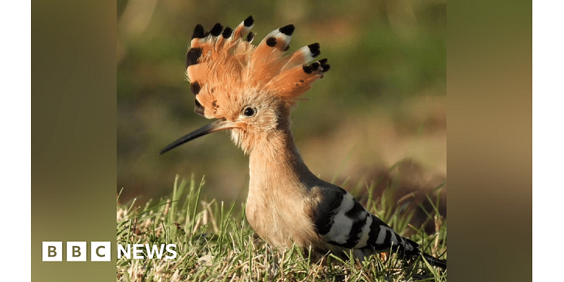 Swansea: Rare hoopoe bird with orange crown seen on Swansea Beach