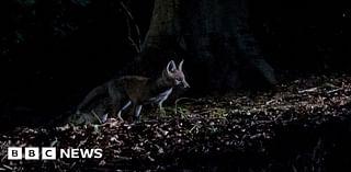 Fox cub photo at Leeds Castle wins first prize in European contest