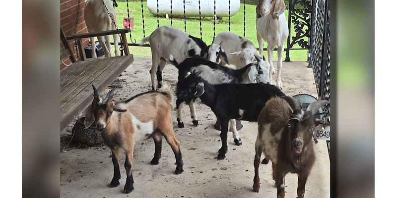 Runaway goats seen roaming through Adams County collected by owners