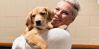 Pink recruits Minnesota rescue dog for her concert tour, will help him find "forever home"