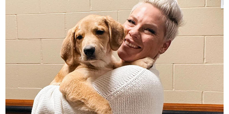 Pink recruits Minnesota rescue dog for her concert tour, will help him find "forever home"