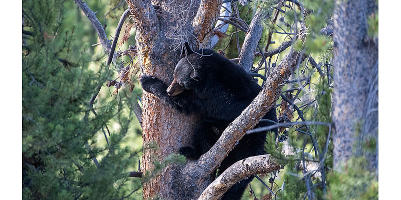 Black Bear Defending Cubs Chases Sheridan County…