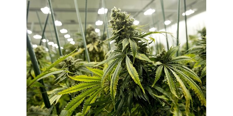 2 Oakland County communities split on allowing cannabis businesses